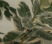 Продать Квартиры вторичка Первомайский мкр, Советская улица, 4а   