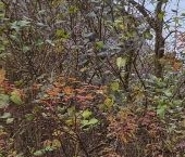 Продать Дачи, коттеджи, загородные дома д. Кургино, улица Красницкая, 20   