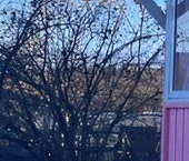 Продать Дачи, коттеджи, загородные дома Заречный садоводческий массив, Дружба СНТ  181 