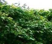 Продать Квартиры вторичка улица Ефремова, 19к4   