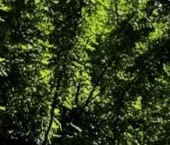 Продать Квартиры вторичка проспект Малый Петроградской стороны, 79-81-83   