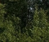 Продать Земельные участки, земля Вырица городской поселок, улица Бакунина   