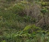 Продать Земельные участки, земля д. Рассколово, улица Мира, 13   