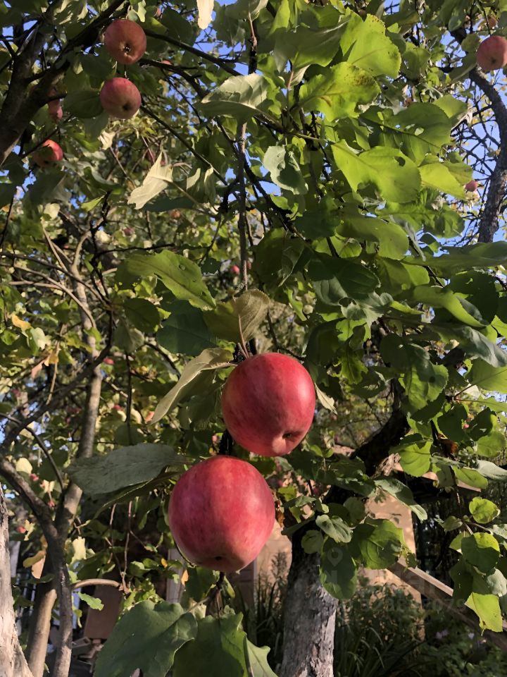Продажа дома Новая Ропша садоводческий массив, улица 18-я Западная