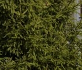 Продать Квартиры вторичка Сорочаны кп  60 