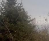 Продать Дачи, коттеджи, загородные дома Ягодное СНТ, 4-я линия  94 