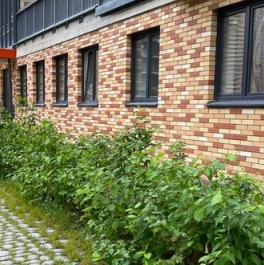 Продажа 1-комн квартиры на вторичном рынке Парголово п,  д. 24