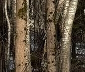 Продать Земельные участки, земля Ленинская Слобода кп, улица Буденного   