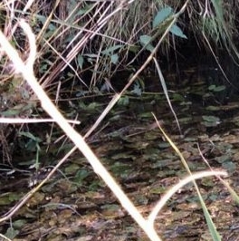 Продажа дома Пупышево садоводческий массив, Уют-1 СНТ, 3-я линия, 39 Продажа дома Пупышево садоводческий массив, Уют-1 СНТ, 3-я линия, 39