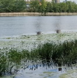 Аренда 1-комн квартиры на вторичном рынке проспект Лихачева, 18к5