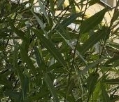 Продать Квартиры вторичка пос. Шушары, Ленсоветовский тер., 27   