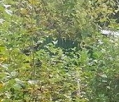 Продать Дачи, коттеджи, загородные дома Крутая Гора садоводческий массив, Электрон СНТ, аллея 3-я, 52   