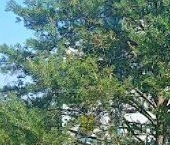 Продать Квартиры вторичка д. Мистолово, улица Горная, 29к6   