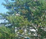 Продажа квартиры на вторичке д. Мистолово, улица Горная, 29к6