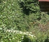 Продать Дачи, коттеджи, загородные дома Золотой Колос СНТ, улица 1-я Родниковая   