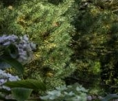 Продать Дачи, коттеджи, загородные дома пос. Песочный, Центральная улица, 62   