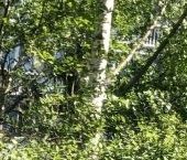 Продать Квартиры вторичка Колпино, Тверская улица, 33   