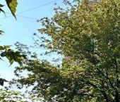 Сдать в аренду Квартиры вторичка Нововаганьковский переулок, 22   