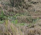 Продать Дачи, коттеджи, загородные дома Чаща п, Вишневый сад сад  152 