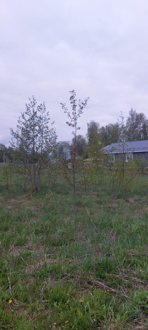 Продажа земли Истра,  деревня Куртниково,  кв-л 0070332