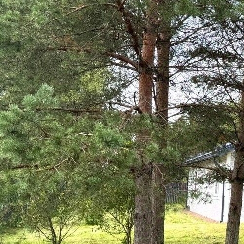 Коттедж/дом Вырица городской поселок, улица Фрунзе