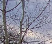 Продать Дачи, коттеджи, загородные дома Никольское, Сокол-1 СНТ, 4-я линия   