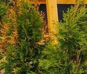 Продать Дачи, коттеджи, загородные дома Всеволожск, Румболовская улица   