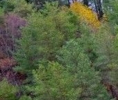 Продать Земельные участки, земля д. Заостровье, улица Центральная   