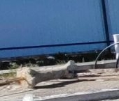 Продать Земельные участки, земля д. Кальтино, переулок 5-й Горский   