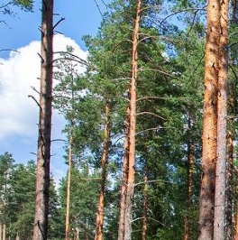 Продажа дома Хилл Парк кп, д. 20 Продажа дома Хилл Парк кп, д. 20