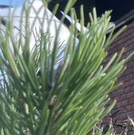 Продажа дома Солнечные полянки ДНП, улица Парковая