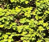 Продать Квартиры вторичка пос. Бугры, улица Полевая, 5   