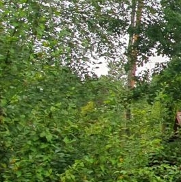 Продажа земли Центральный мкр, Вырица городской поселок Продажа земли Центральный мкр, Вырица городской поселок