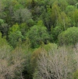 Продажа земли пос. Огоньки, улица Мельничная Продажа земли пос. Огоньки, улица Мельничная