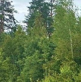 Продажа земли д. Муя, улица Центральная