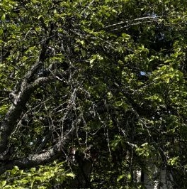 Продажа земли Энергетик СНТ