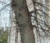 Продать Квартиры вторичка Кировск, улица Пушкина, 10   