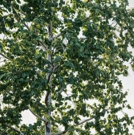 Продажа земли пос. Тарасово, переулок Монетный