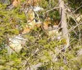 Продать Дачи, коттеджи, загородные дома Репино Парк кп  244 