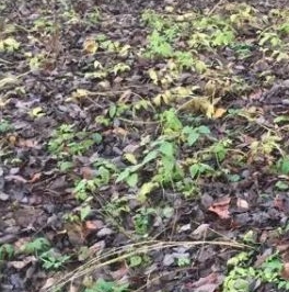 Продажа земли д. Котлы, 141