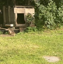 Продажа дома д. Верхние Осельки, улица Советская, 19 Продажа дома д. Верхние Осельки, улица Советская, 19