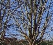 Продать Дачи, коттеджи, загородные дома д. Озера, улица Веселая, 43   