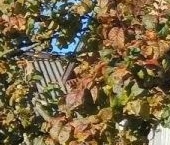 Продать Дачи, коттеджи, загородные дома Рощино пгт, улица Радищева   