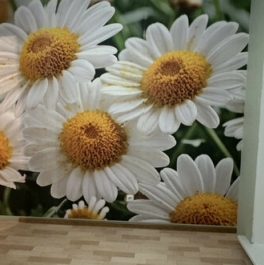 Продажа 2-комн квартиры на вторичном рынке Орехово-Зуевский городской округ, Совхозная улица,  д. 23