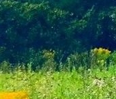 Продать Земельные участки, земля д. Щегоща, улица Дачная   