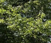 Продать Квартиры вторичка Большая Пионерская улица, 28   