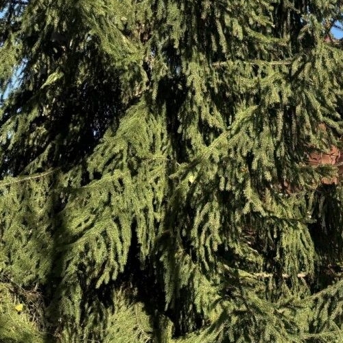 Коттедж/дом Ухта садоводческий массив