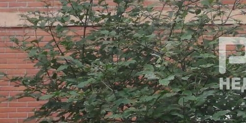 3-комн квартира Пулковская улица, 6к3