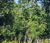 Продать Дачи, коттеджи, загородные дома Тишь да гладь кп, 133   