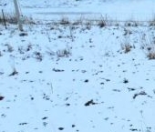 Продать Земельные участки, земля Кобралово кп, пос. Кобралово, 82   